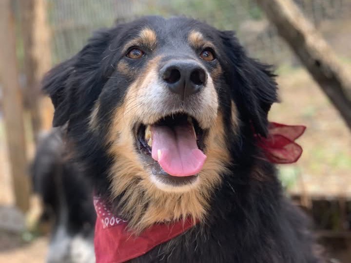 Vuoi adottare un cane a Latina?