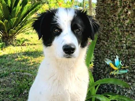 Adozione cane, maschio, Border Collie Razza sconosciuta, 4 mesi, taglia media, Padova