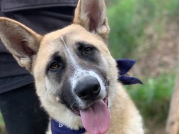 Adozione cane, maschio, Razza sconosciuta Razza sconosciuta, 2 anni e 4 mesi, taglia grande, Latina