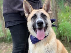 Adotta un cane, maschio, 2 anni e 4 mesi, Latina