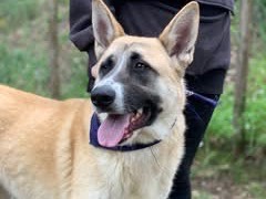 Vuoi adottare un cane a Latina?