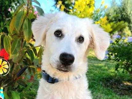 Adozione cane, femmina, Razza sconosciuta Razza sconosciuta, 4 mesi, taglia media, Padova