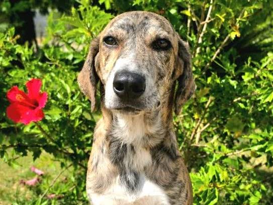 Adozione cane, femmina, Razza sconosciuta Segugio, 4 mesi, taglia media, Padova