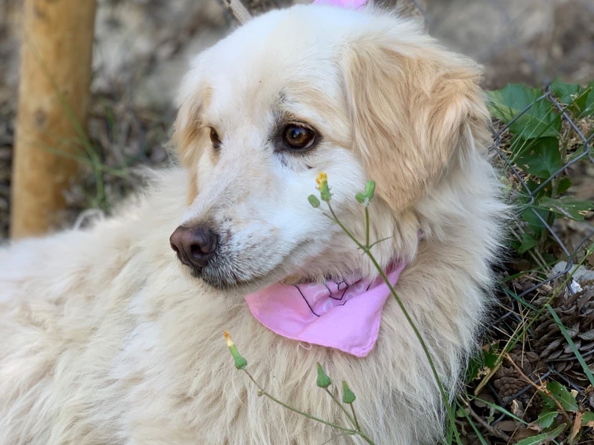 Adozione cane, femmina, Razza sconosciuta Razza sconosciuta, 8 anni e 3 mesi, taglia media, Latina