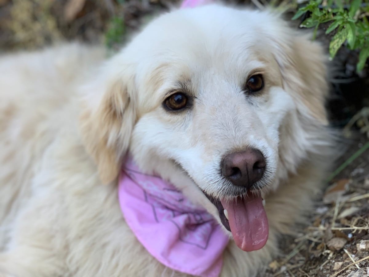 Adotta un cane, femmina, 8 anni e 3 mesi, Latina