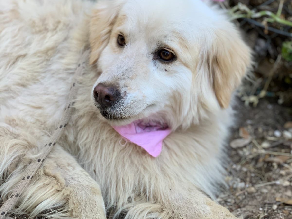 Adotta un cane, taglia media, femmina, Latina