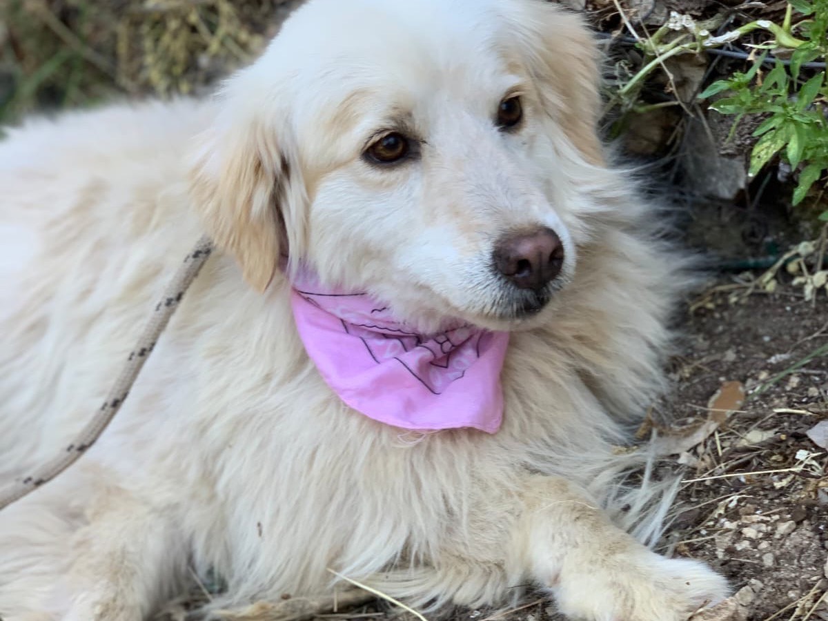 Adotta il cane Amina a Latina