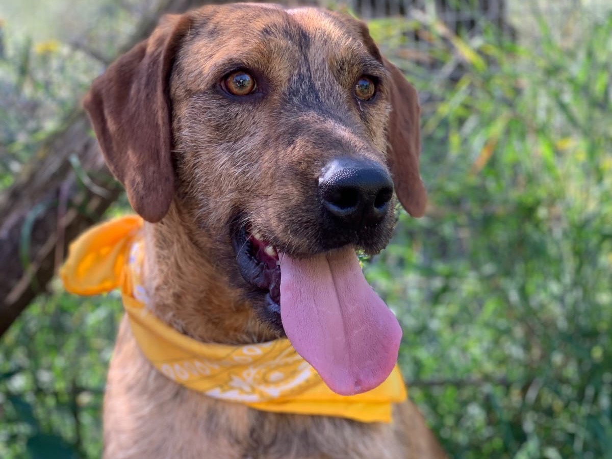 Adozione cane, maschio, Razza sconosciuta Razza sconosciuta, 1 anno e 11 mesi, taglia media contenuta, Latina