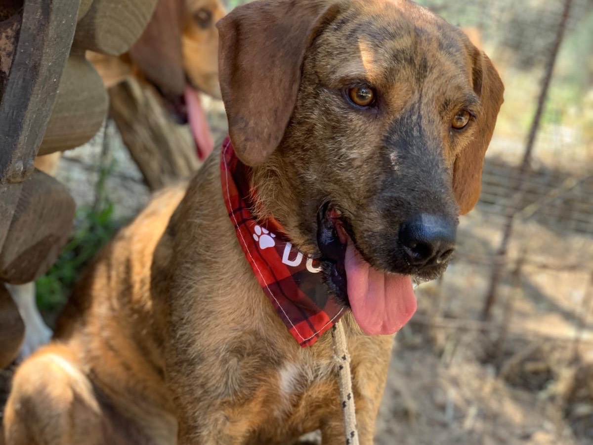 Adotta un cane, maschio, 1 anno e 11 mesi, Latina