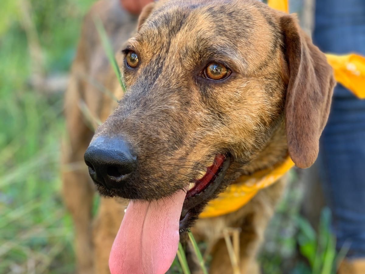 Adotta un cane, taglia media contenuta, maschio, Latina