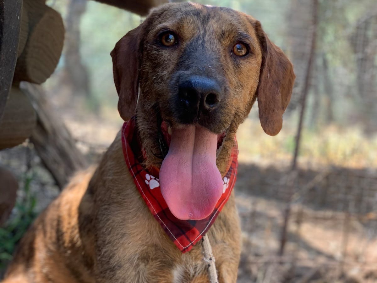 Adotta il cane Watson a Latina