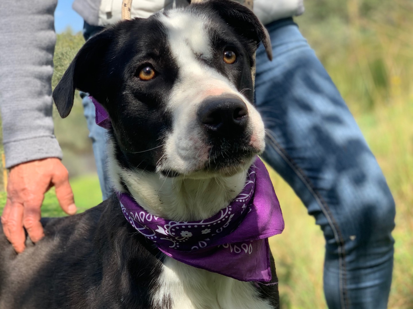 Adozione cane, femmina, Razza sconosciuta Razza sconosciuta, 2 anni e 7 mesi, taglia media, Latina