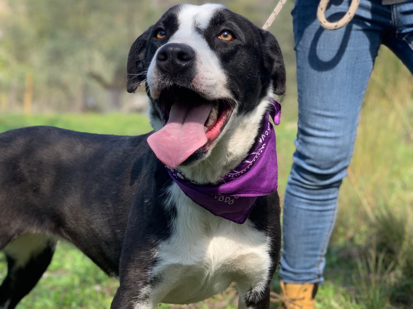 Adotta un cane, taglia media, femmina, Latina