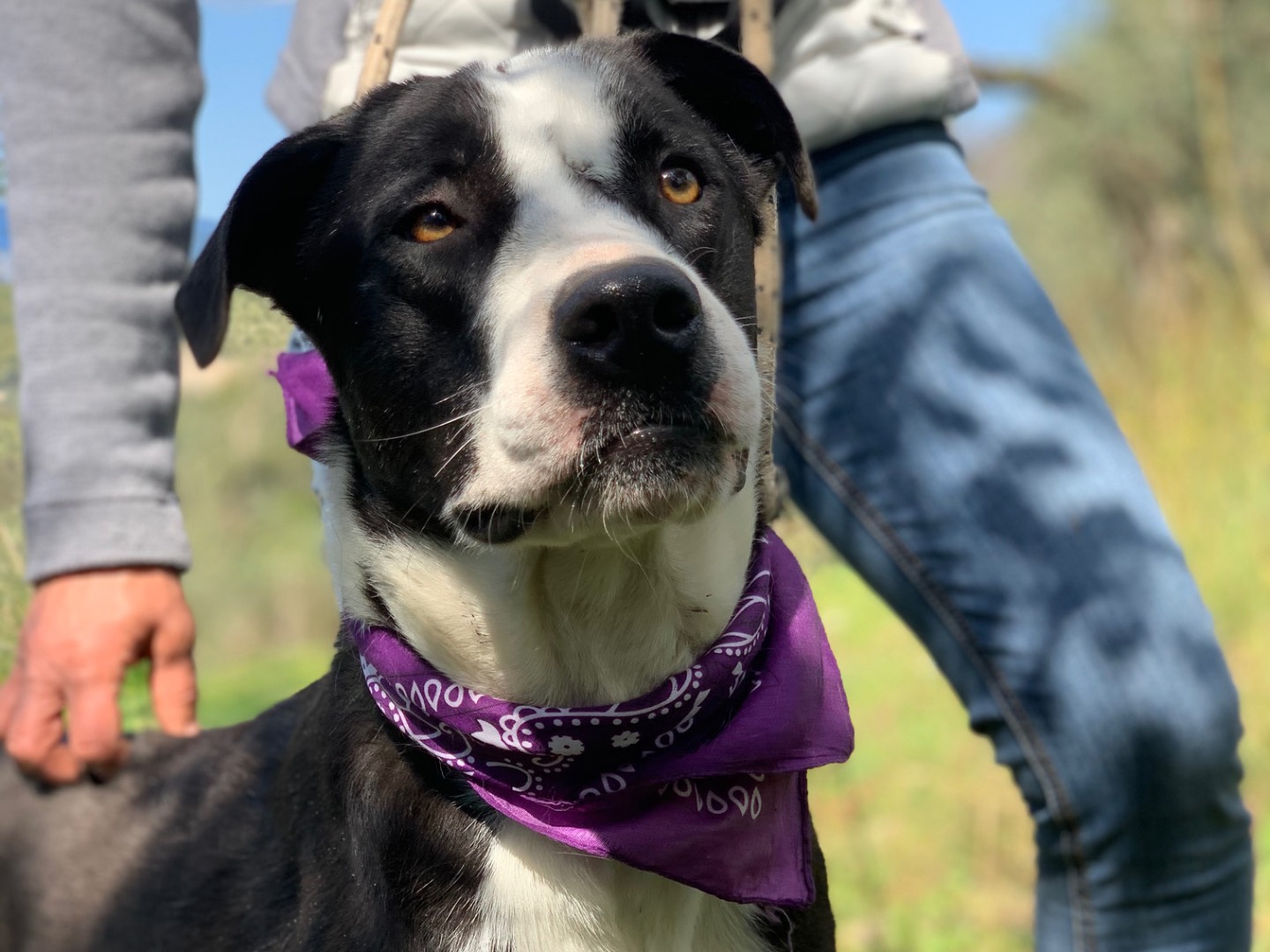 Adotta il cane Aria a Latina