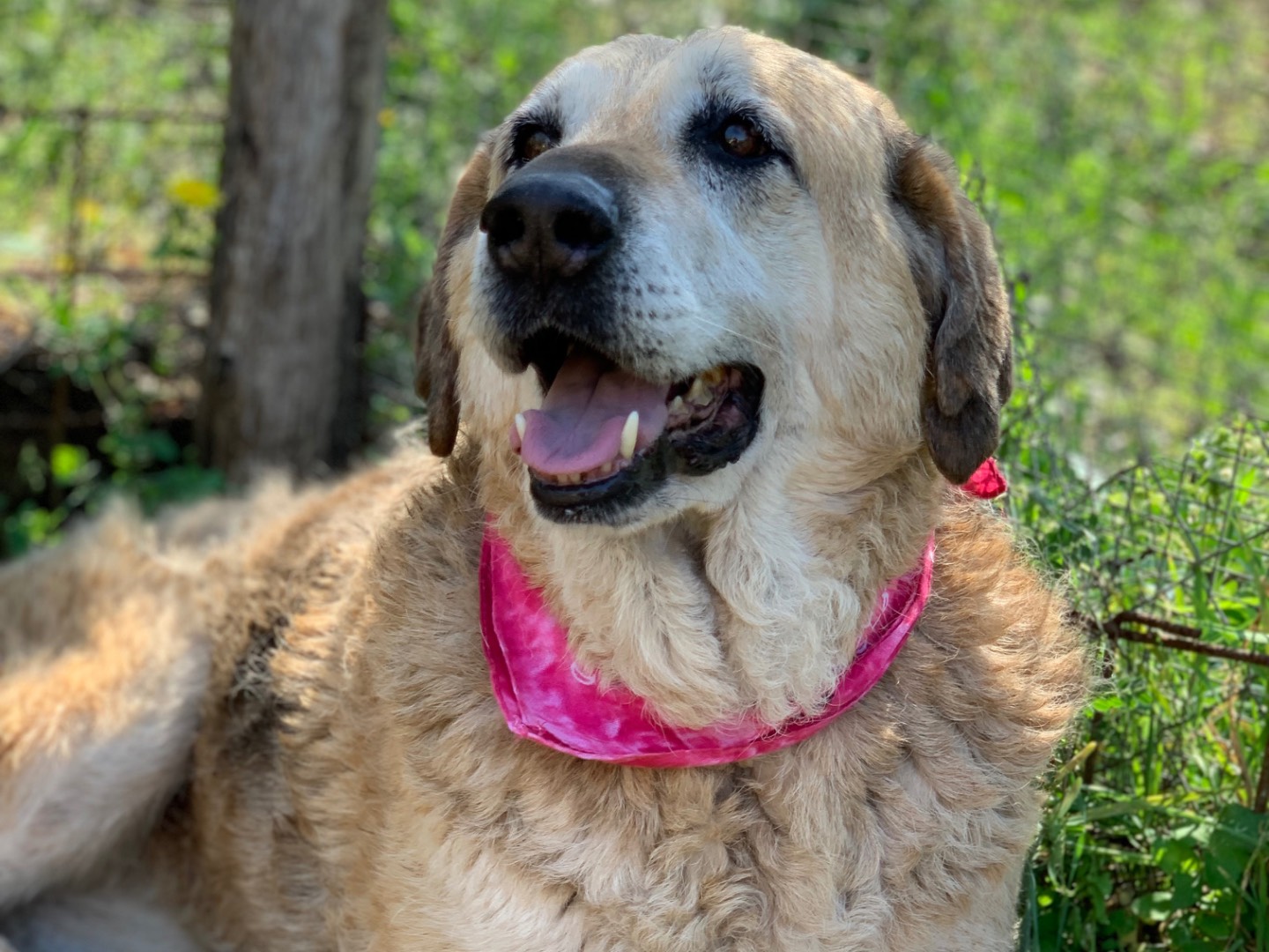 Adozione cane, femmina, Razza sconosciuta Razza sconosciuta, 9 anni e 11 mesi, taglia grande, Latina