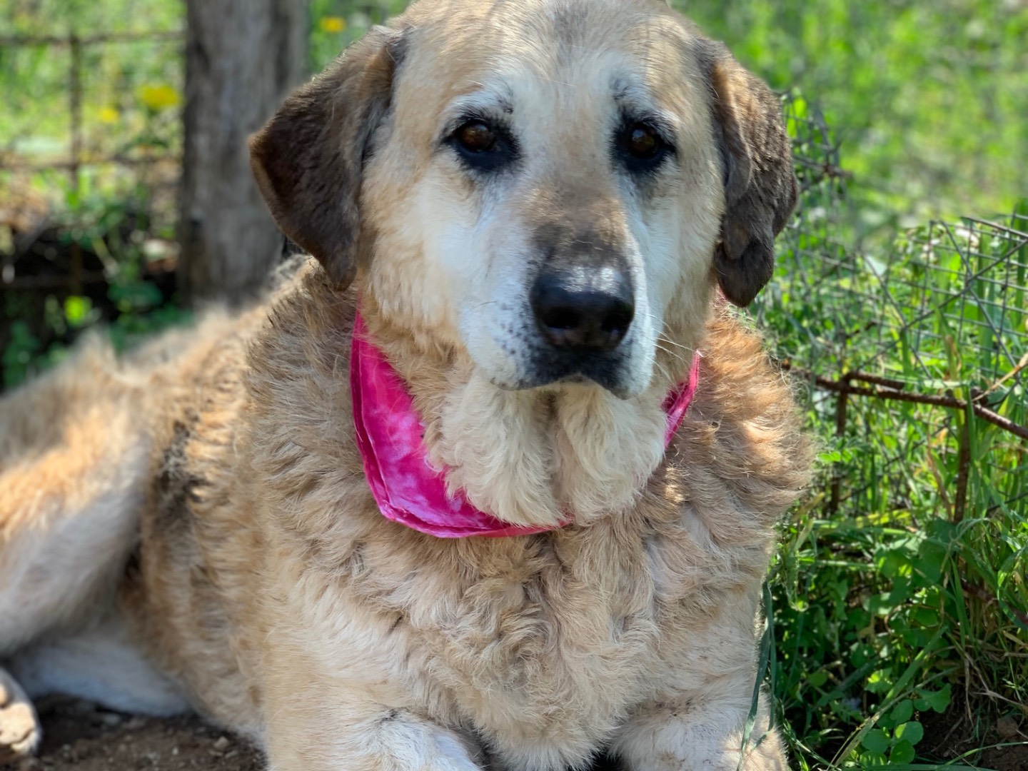 Adotta un cane, femmina, 9 anni e 11 mesi, Latina