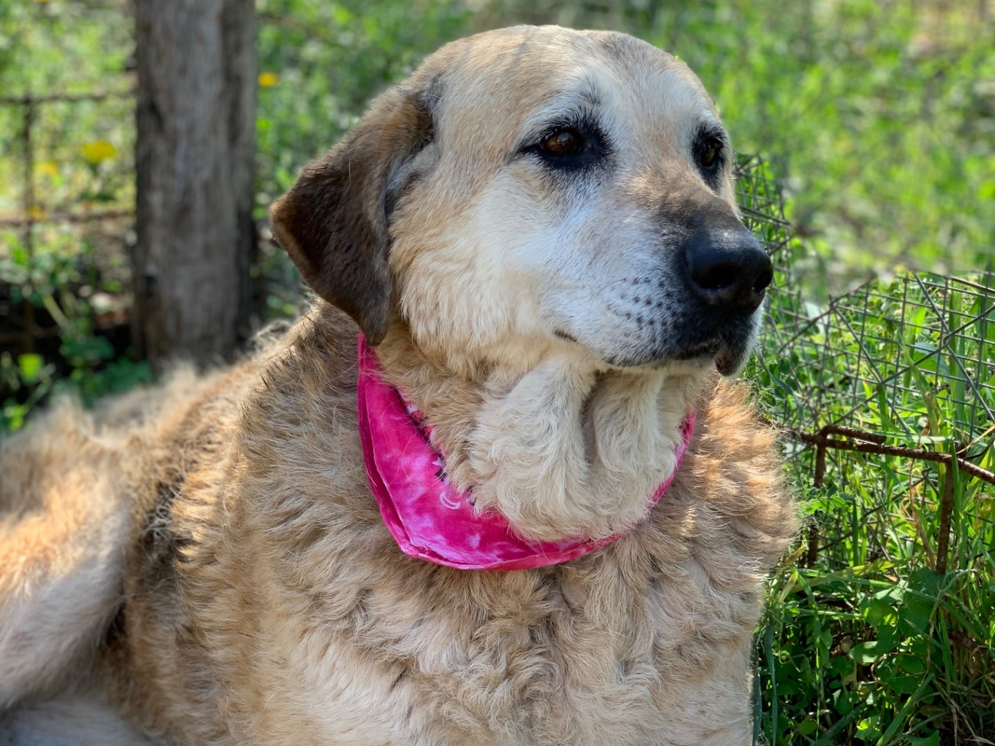 Adotta un cane, taglia grande, femmina, Latina