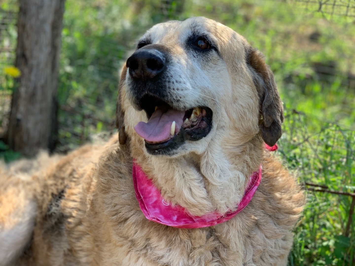 Adotta il cane Bellarosa a Latina