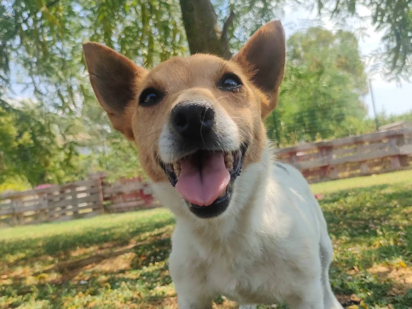 Adozione cane, femmina, Razza sconosciuta Razza sconosciuta, 9 anni e 5 mesi, taglia piccola, Latina