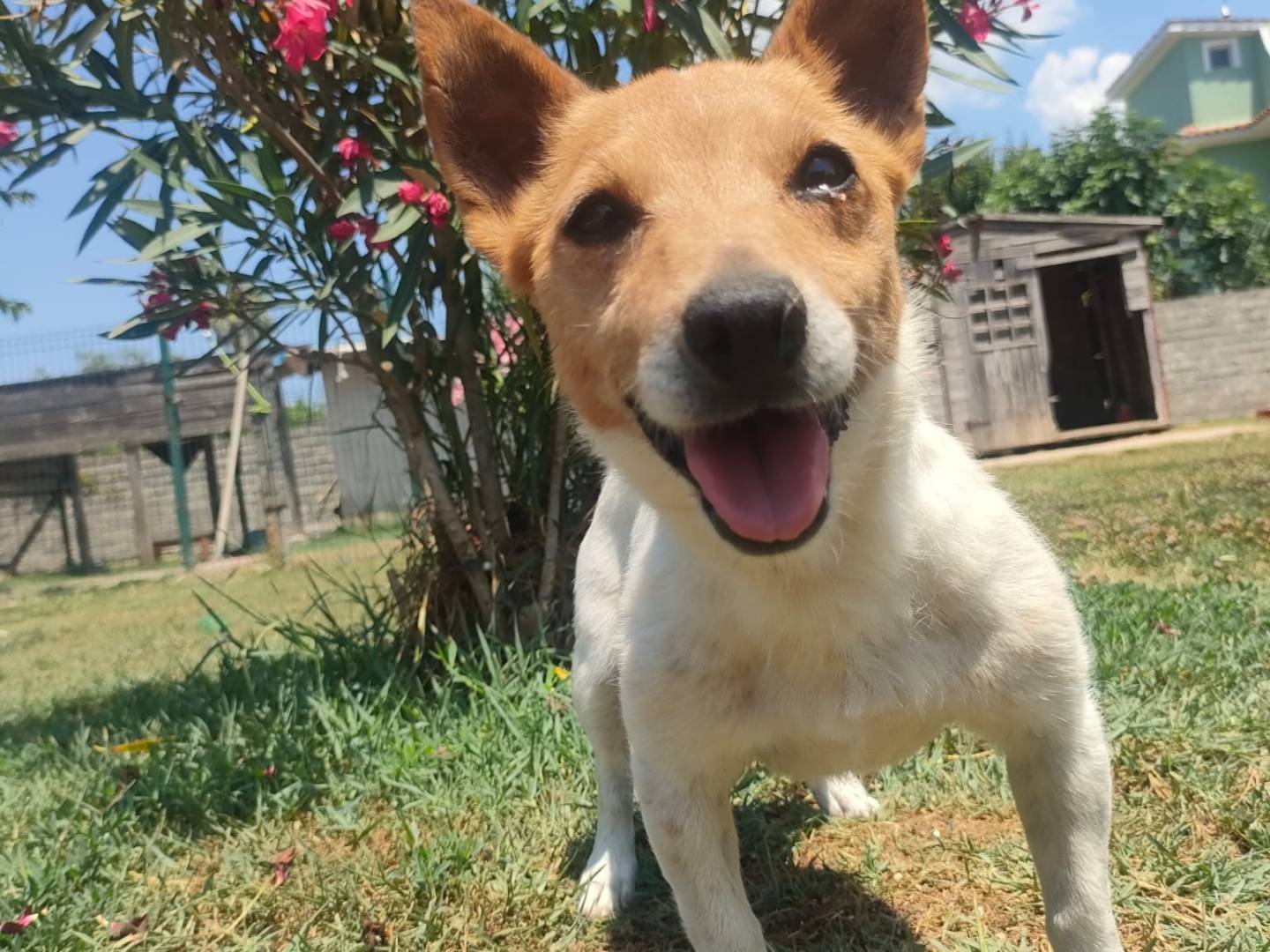Adotta un cane, femmina, 9 anni e 5 mesi, Latina