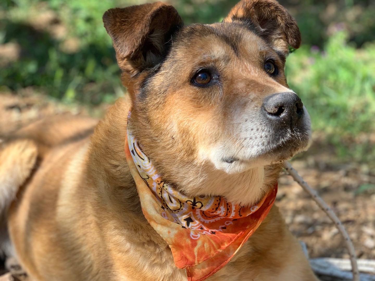 Adozione cane, maschio, Razza sconosciuta Razza sconosciuta, 9 anni e 3 mesi, taglia media, Latina