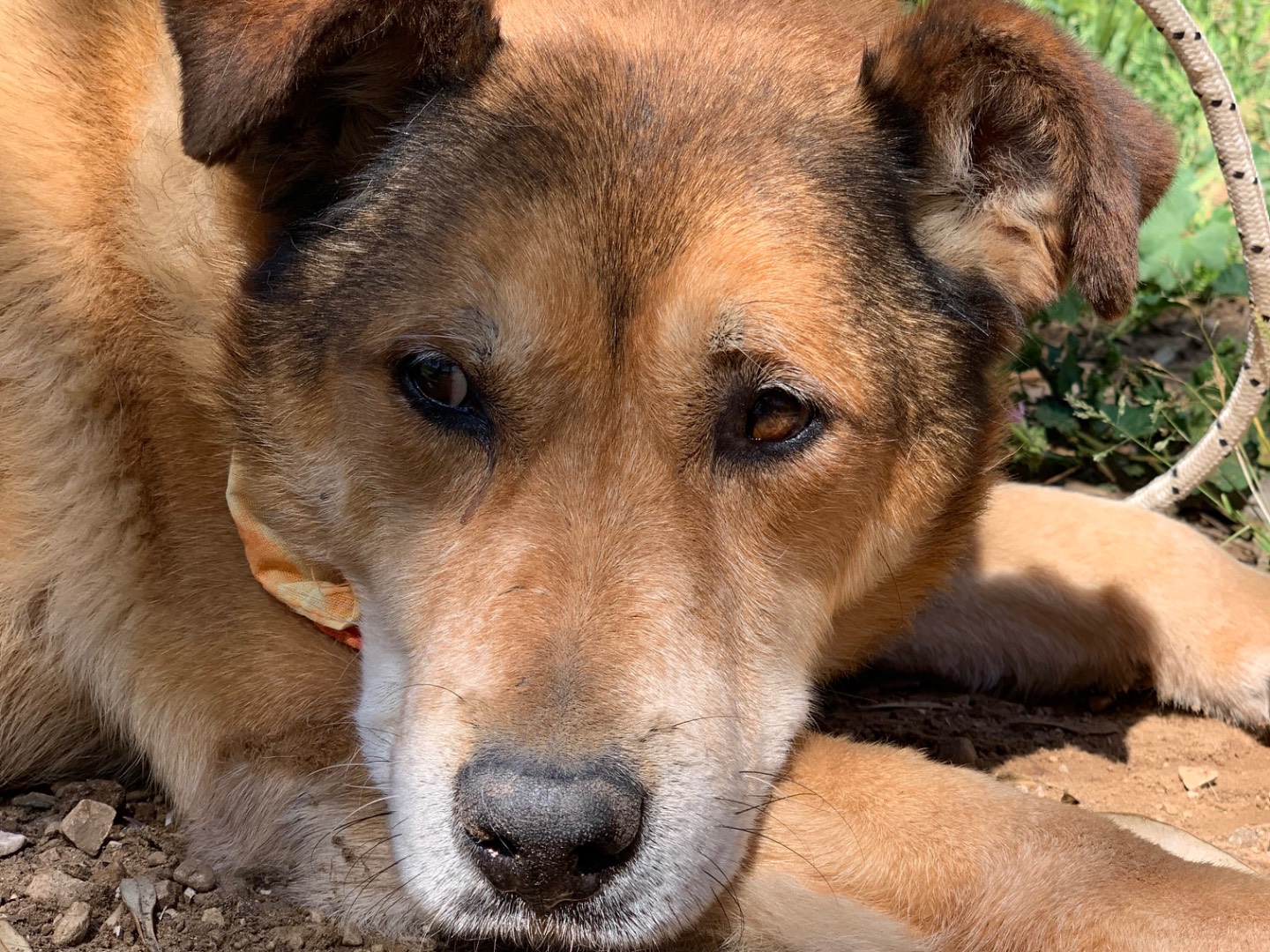 Adotta un cane, maschio, 9 anni e 3 mesi, Latina