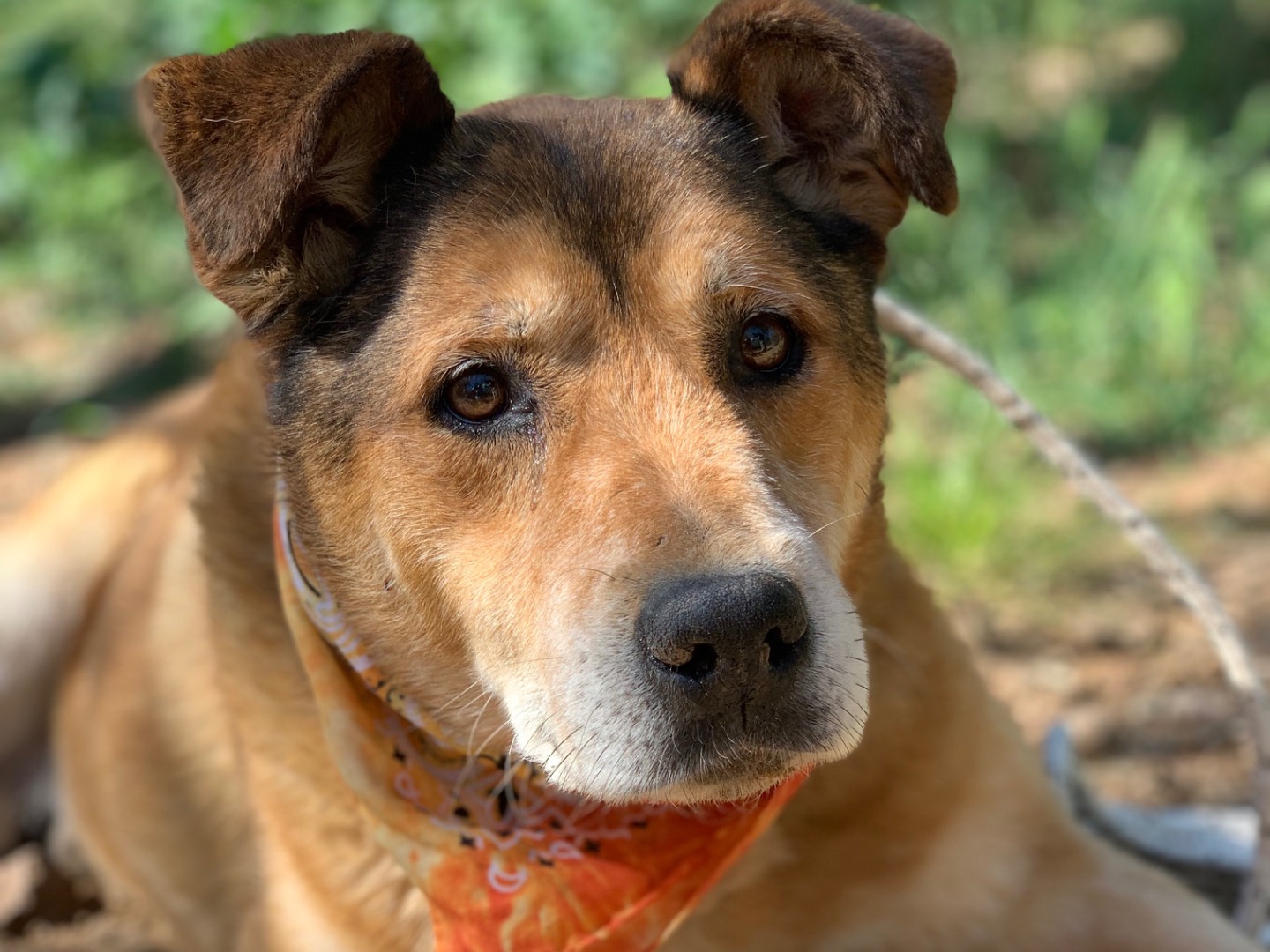 Vuoi adottare un cane a Latina?