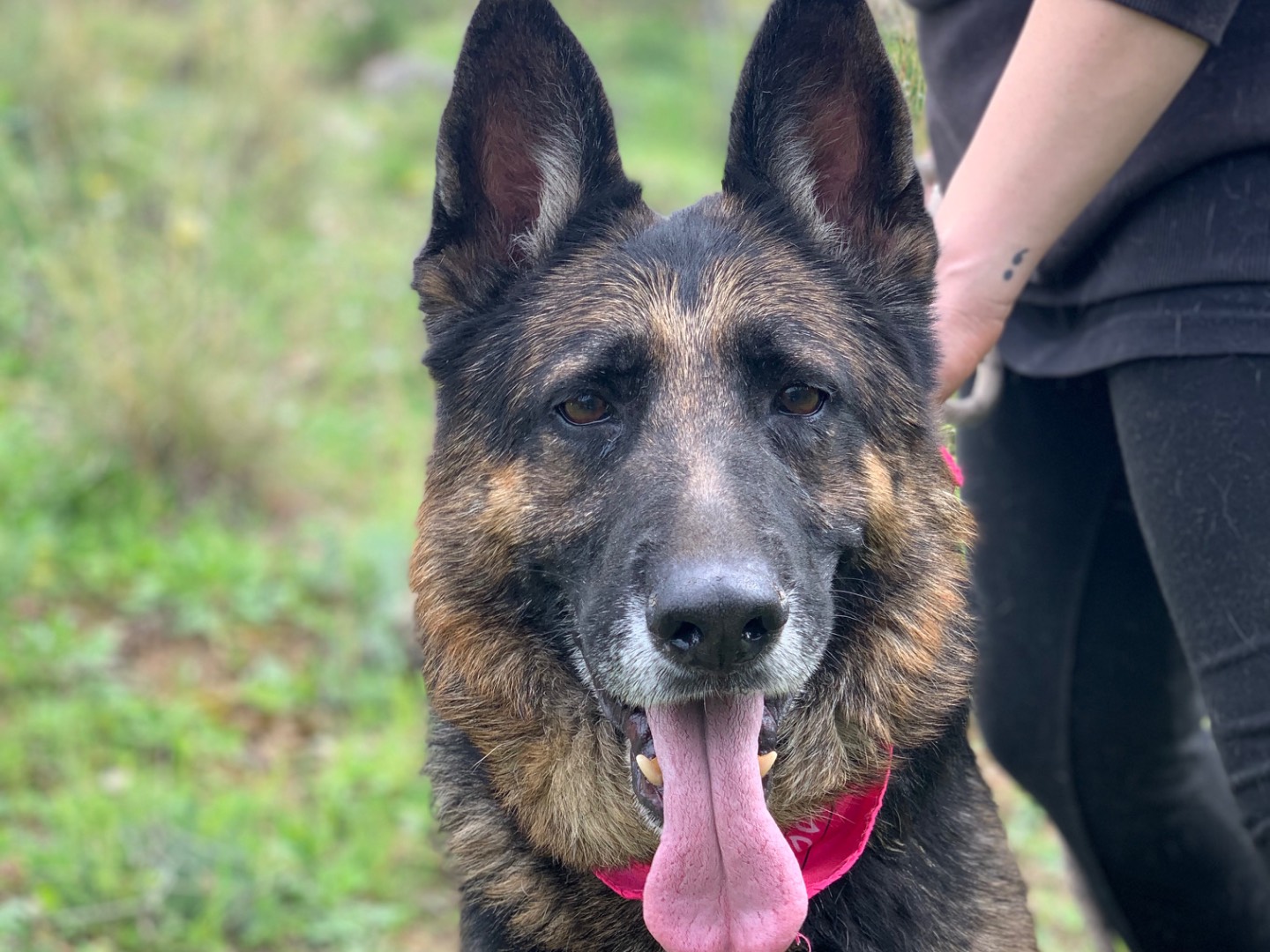 Adozione cane, femmina, Razza sconosciuta Razza sconosciuta, 8 anni e 11 mesi, taglia grande, Latina