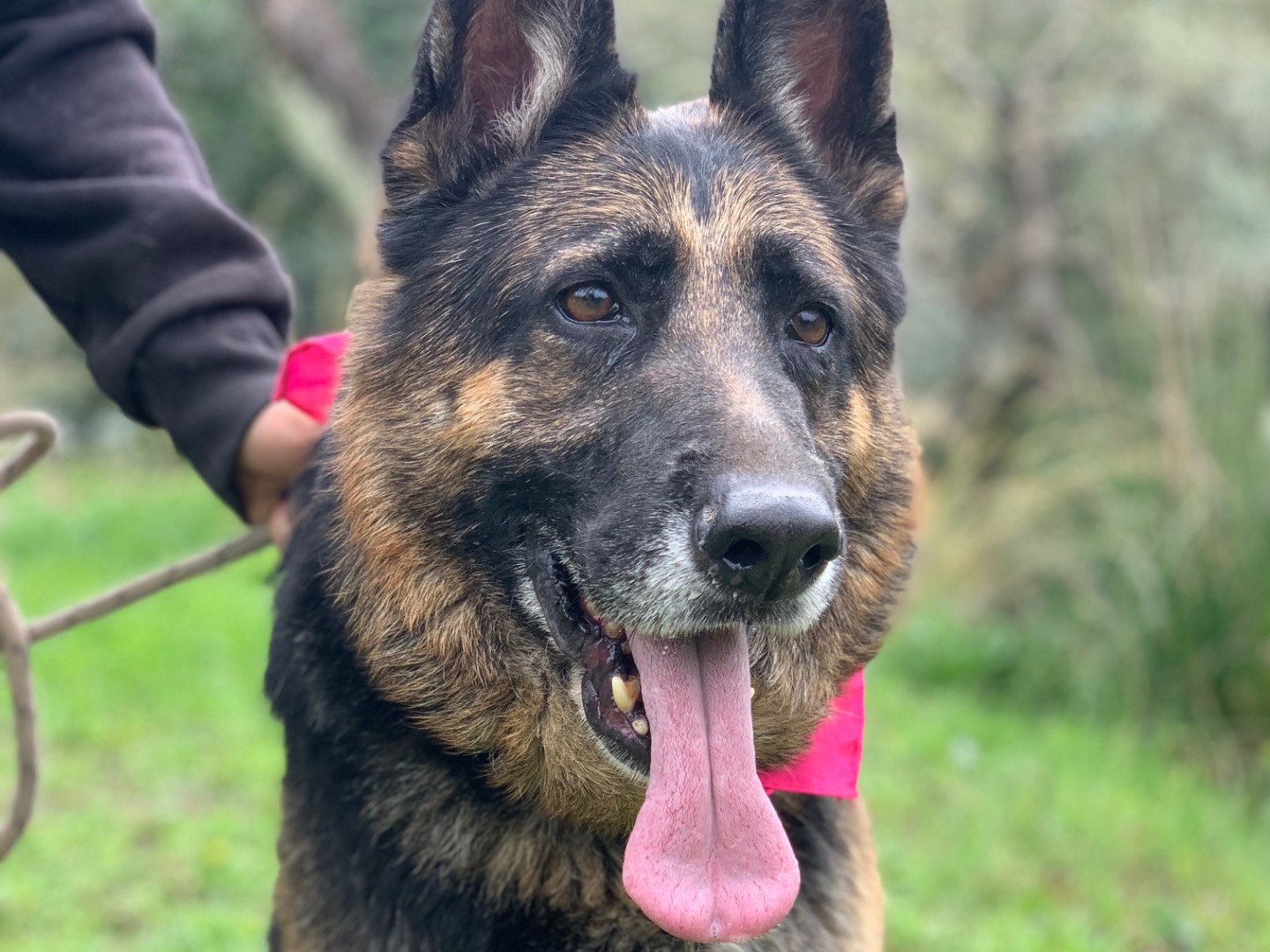 Adotta un cane, femmina, 8 anni e 11 mesi, Latina