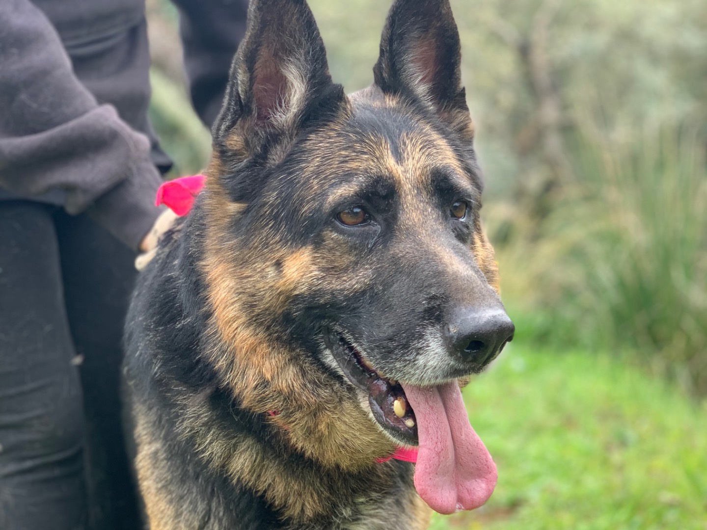 Adotta un cane, taglia grande, femmina, Latina