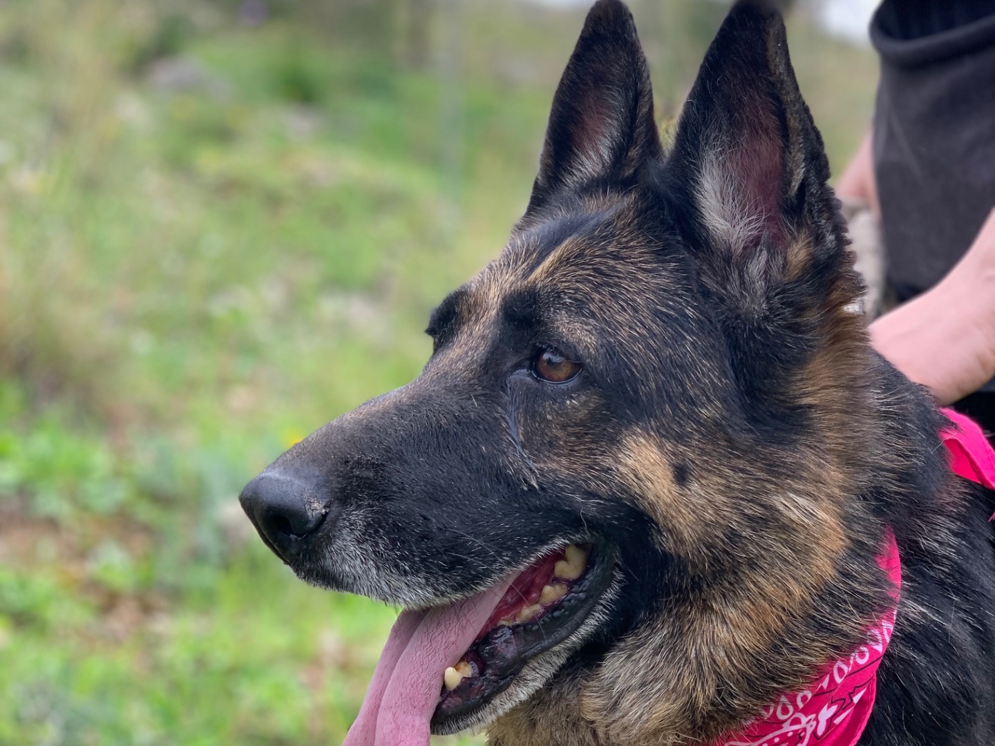 Vuoi adottare un cane a Latina?