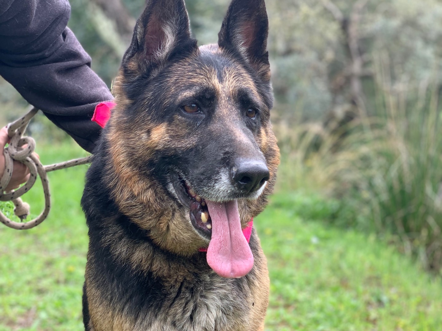 Adotta il cane Athena  a Latina