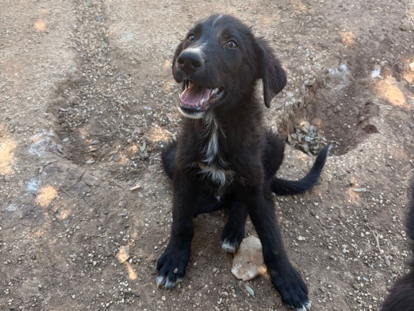 Adozione cane, maschio, Razza sconosciuta Razza sconosciuta, 4 mesi, taglia media, Taranto