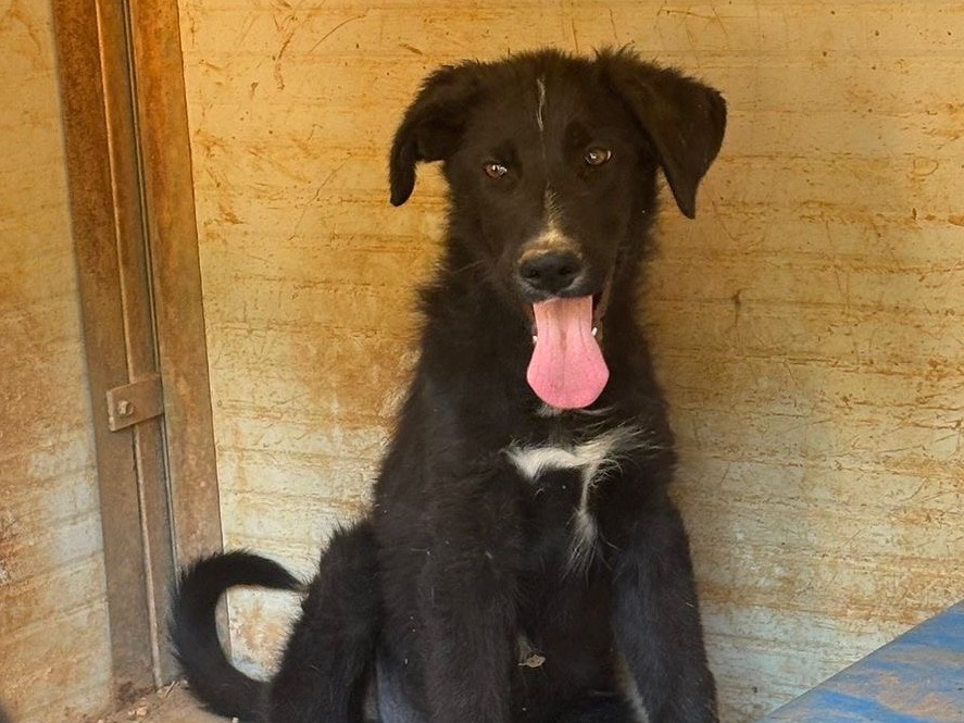 Adotta un cane, maschio, 4 mesi, Taranto