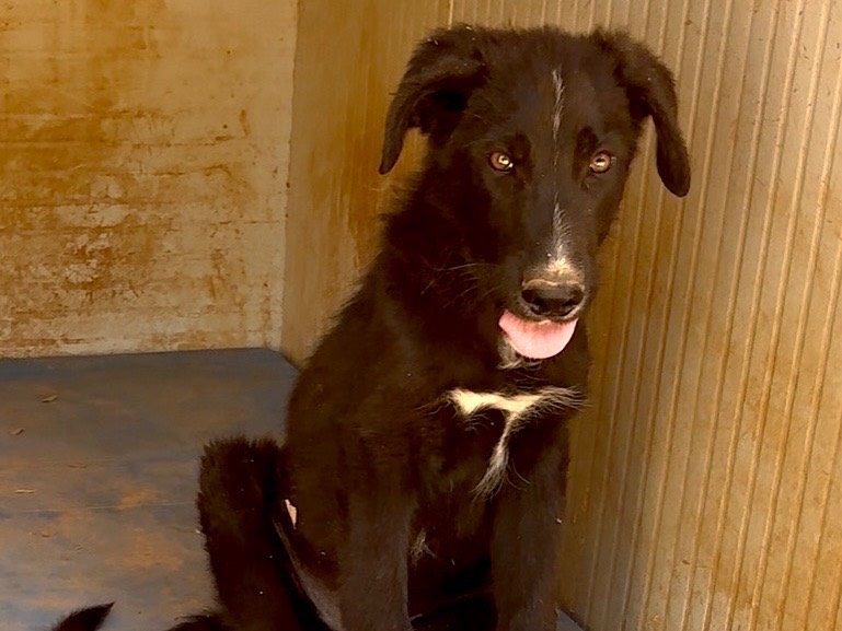 Adotta un cane, taglia media, maschio, Taranto