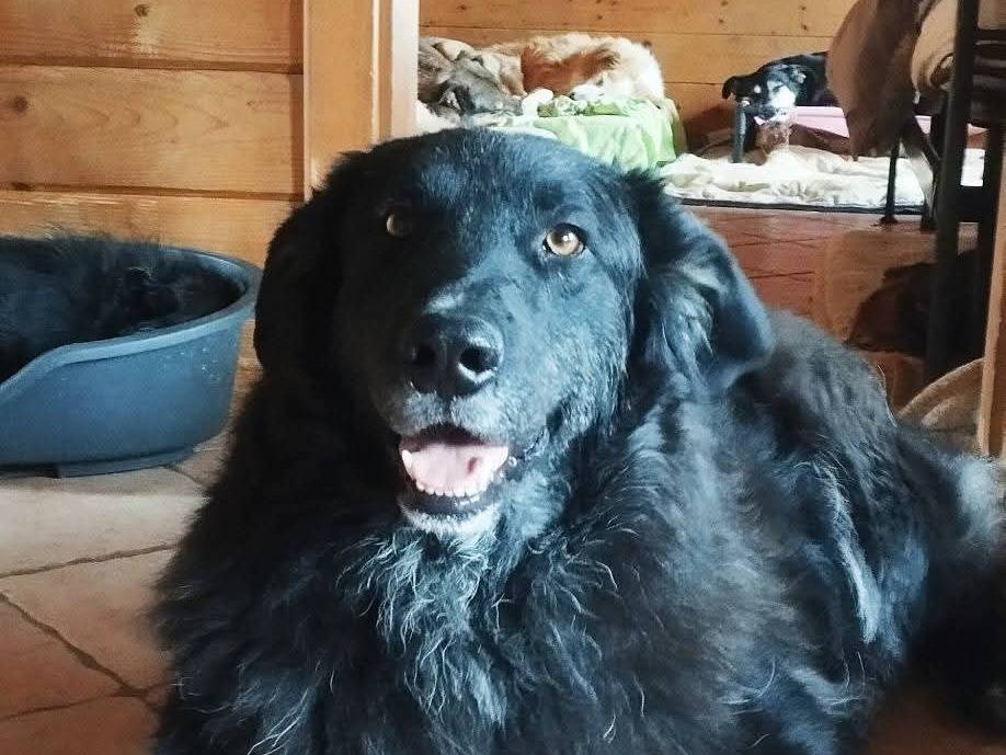 Adozione cane, maschio, Pastore maremmano Razza sconosciuta, 6 anni e 5 mesi, taglia grande, Latina