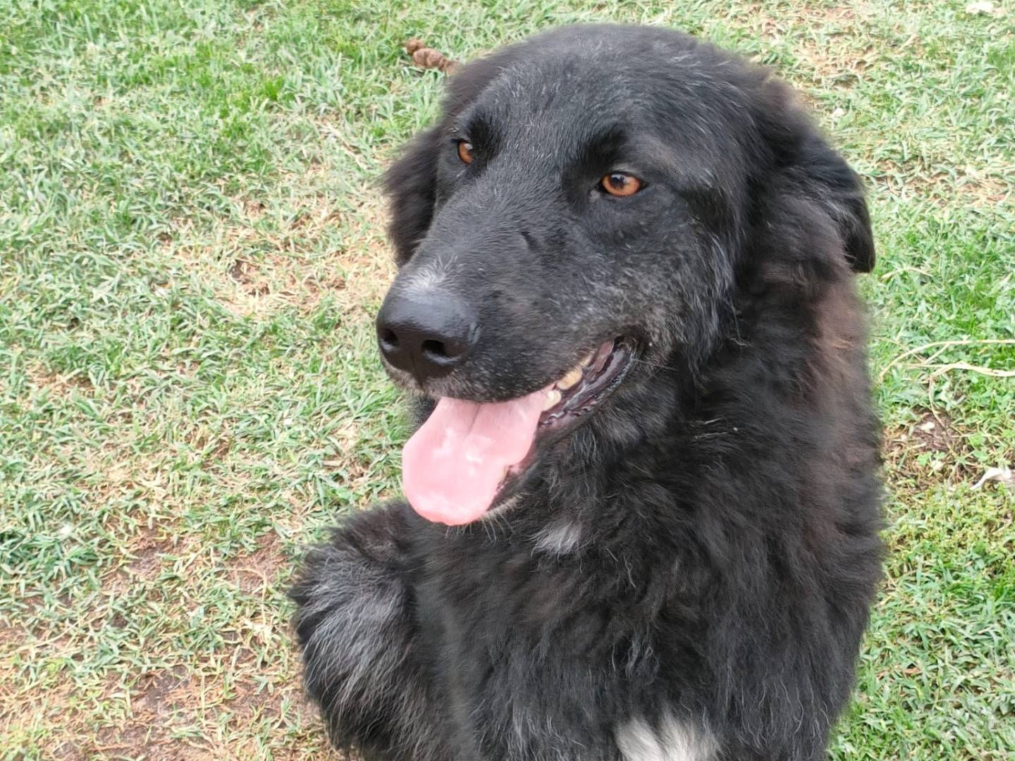 Adotta un cane, maschio, 6 anni e 5 mesi, Latina