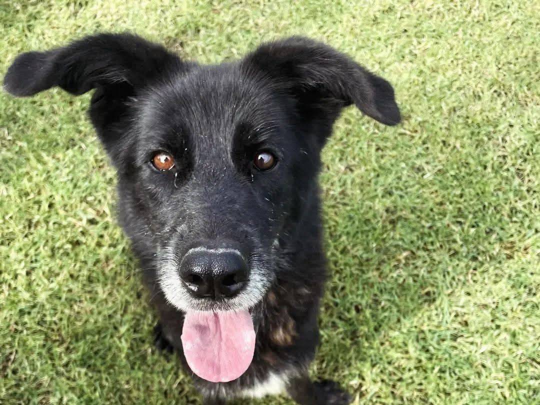 Adozione cane, femmina, Razza sconosciuta Razza sconosciuta, 5 anni e 8 mesi, taglia media, Latina