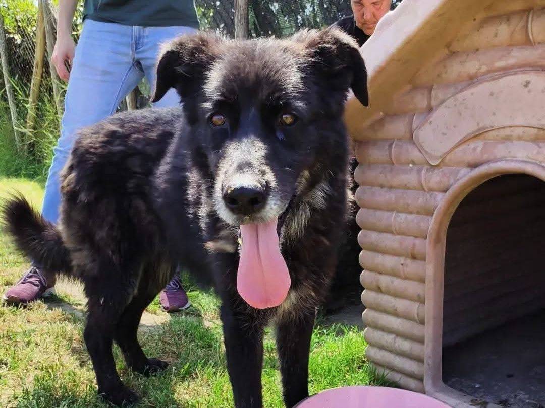 Adotta un cane, femmina, 5 anni e 8 mesi, Latina