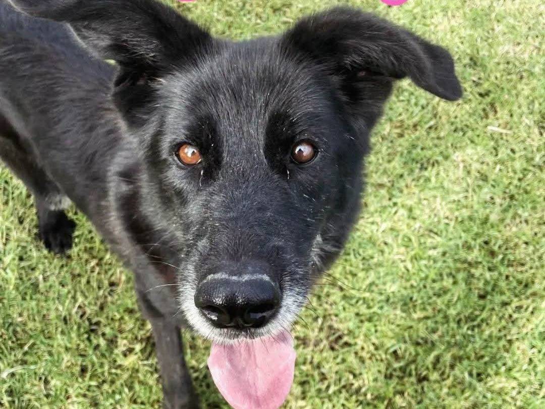 Adotta un cane, taglia media, femmina, Latina