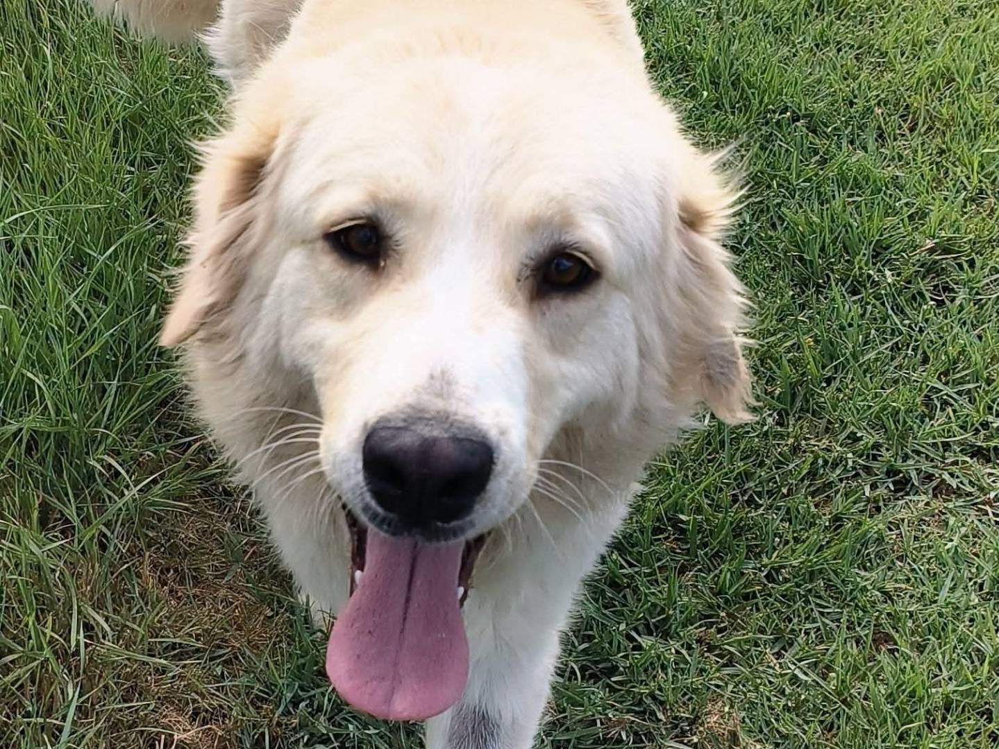 Adozione cane, femmina, Golden Retriever Pastore maremmano, 1 anno e 5 mesi, taglia media, Latina