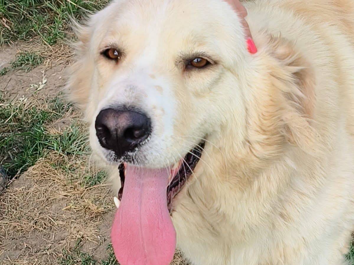 Adotta un cane, femmina, 1 anno e 5 mesi, Latina