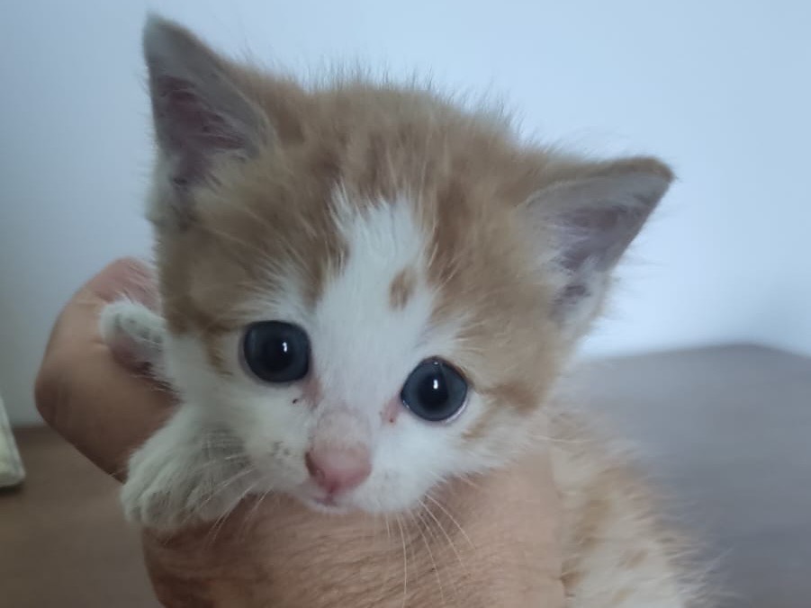 Adozione gatto, maschio, Razza sconosciuta Razza sconosciuta, 3 settimane, taglia non valida, Venezia