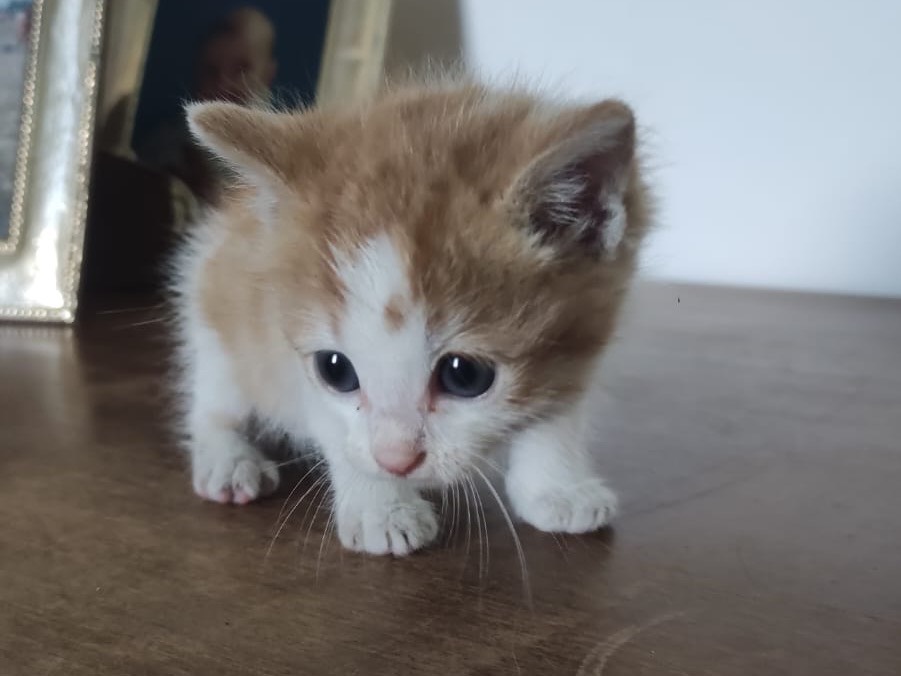 Adotta un gatto, taglia non valida, maschio, Venezia