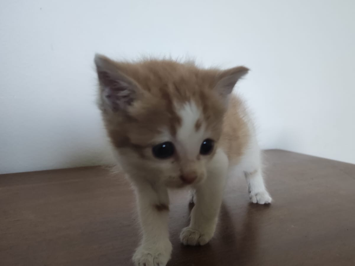 Vuoi adottare un gatto a Venezia?