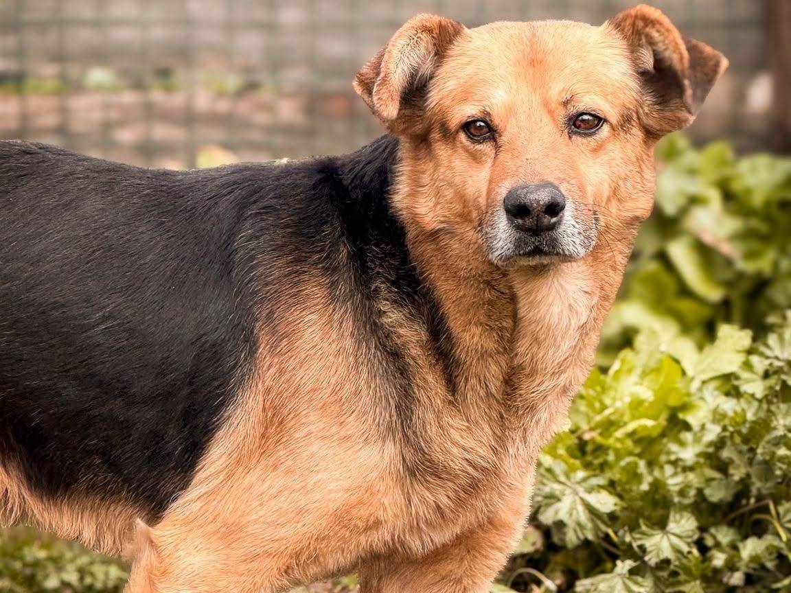 Adozione cane, maschio, Razza sconosciuta Razza sconosciuta, 8 anni, taglia media, Crotone