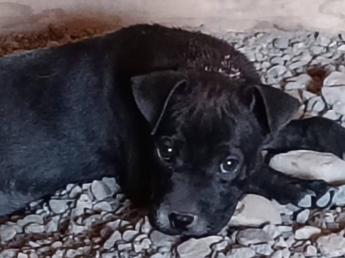 Adozione cane, femmina, Pitbull Razza sconosciuta, 2 mesi, taglia media, Crotone