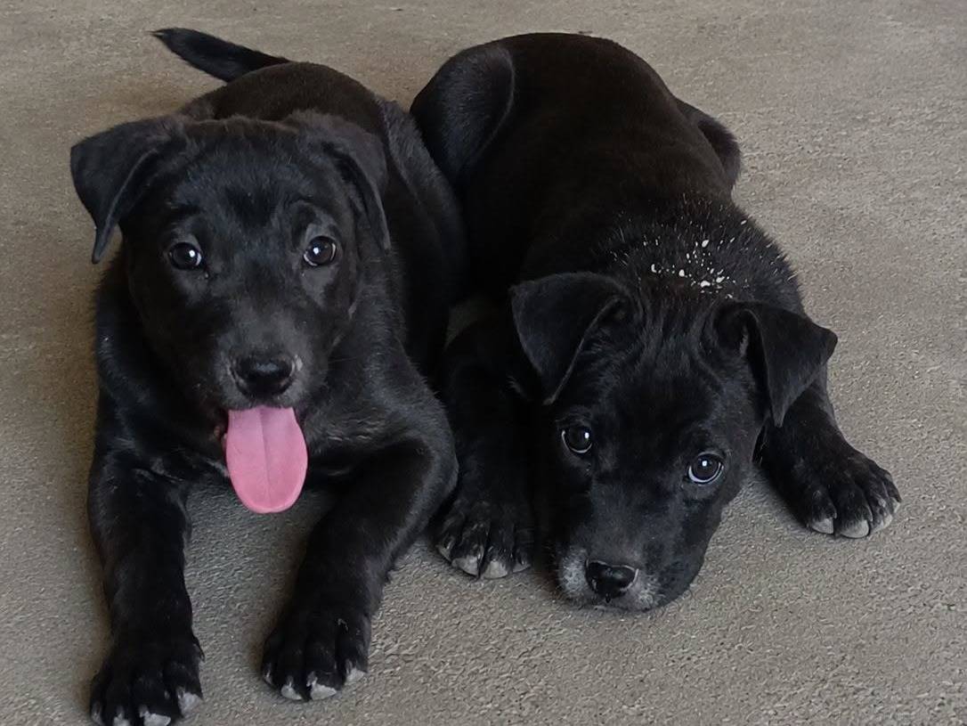 Adotta un cane, femmina, 2 mesi, Crotone