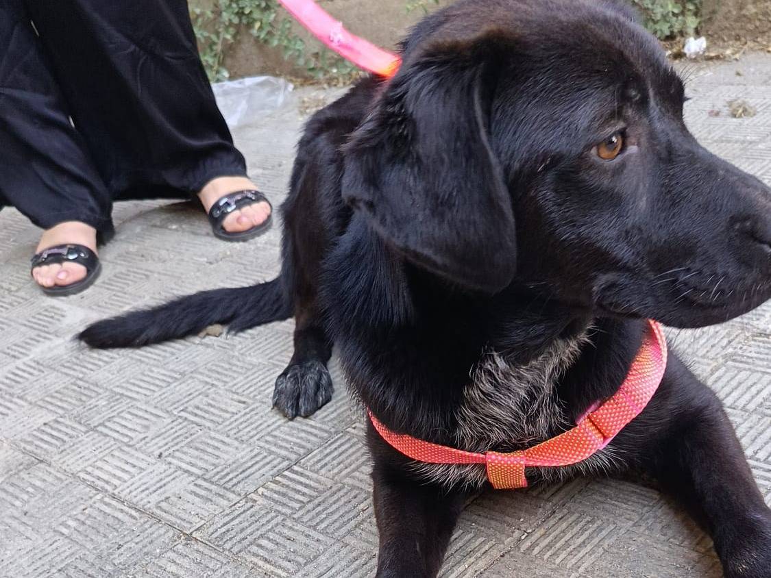 Adotta un cane, femmina, 1 anno e 2 mesi, Genova