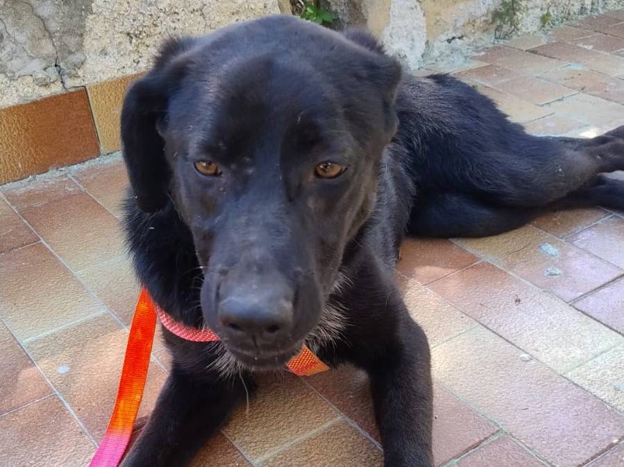 Adotta un cane, taglia media, femmina, Genova